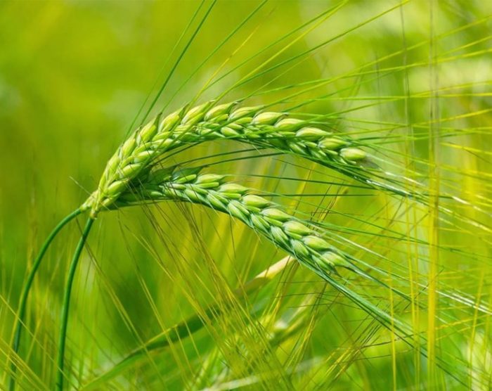Barley-min