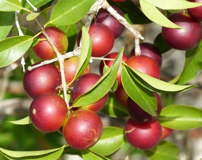 Camu-Tree-min