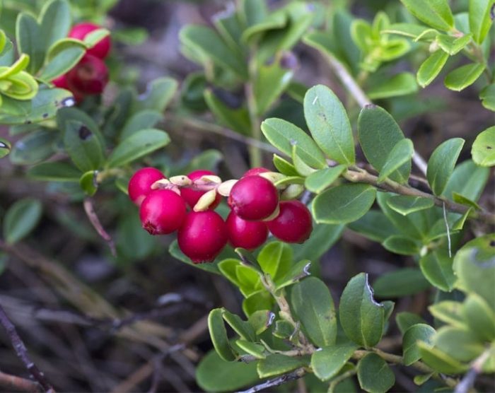 Cranberry