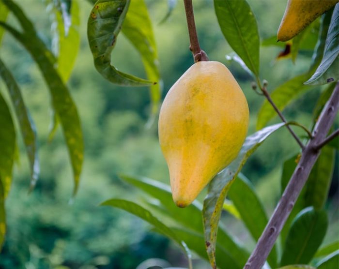 Lucuma-Tree-min