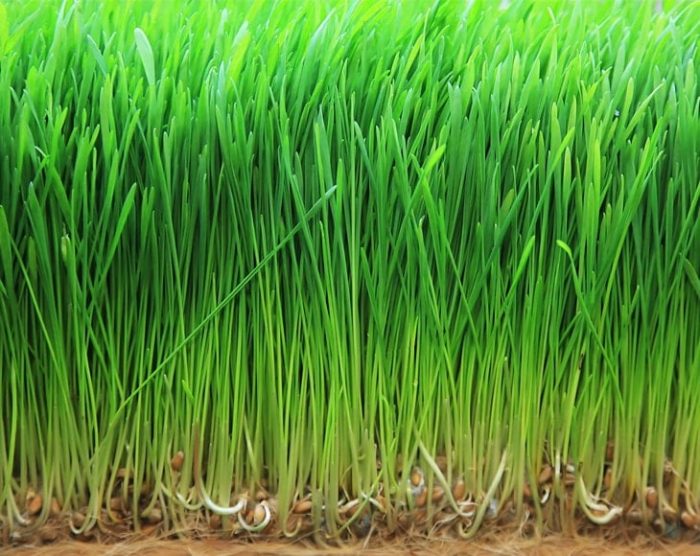 Wheat-grass-min