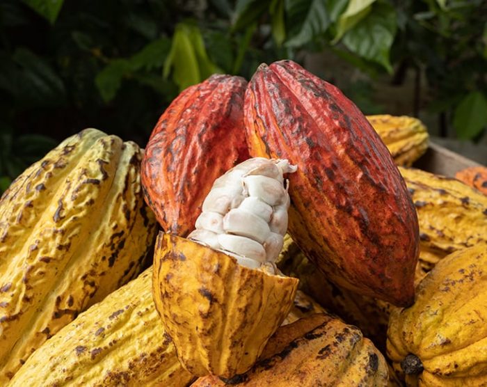 cocoa-beans-cocoa-pod-wooden-surface-4
