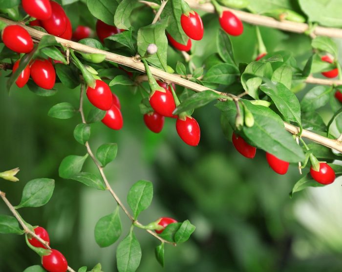 goji-berry-tree-1