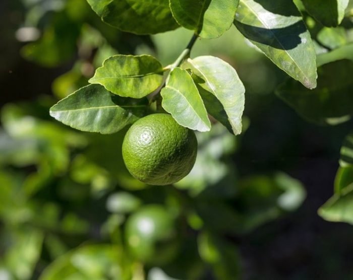 lime-tree-min