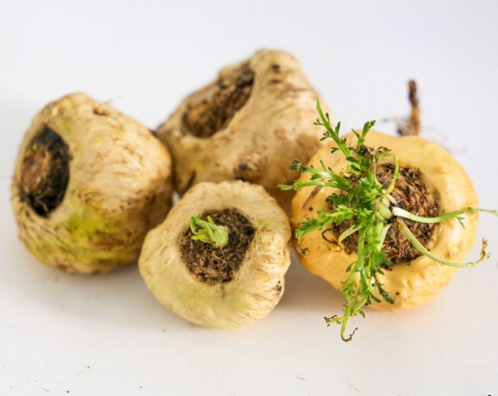 maca-root-close-up