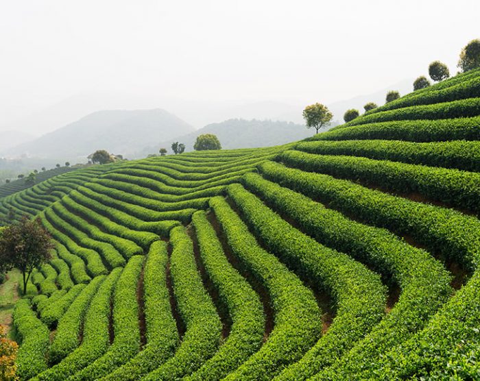 matcha-tea-field