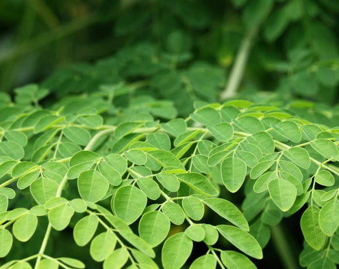 moringa-leaves