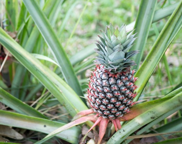 pineapple-tree-min