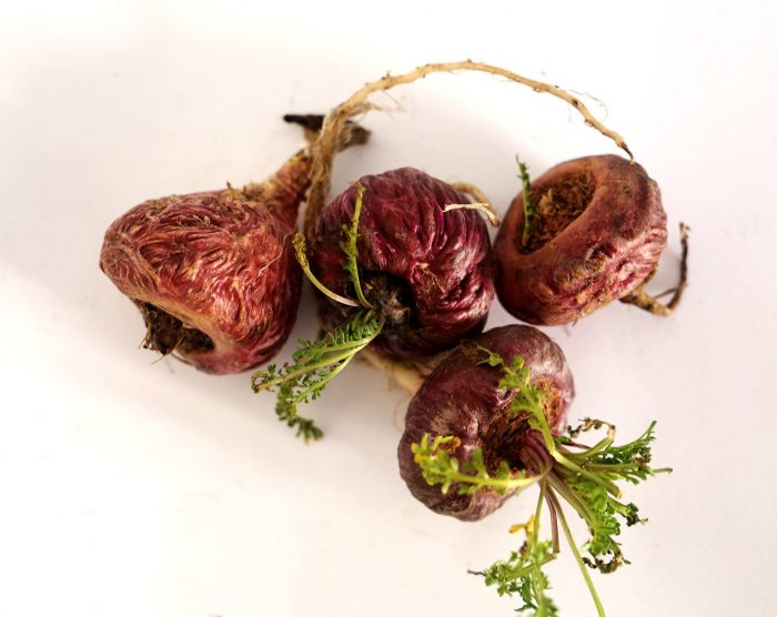 red-maca-root