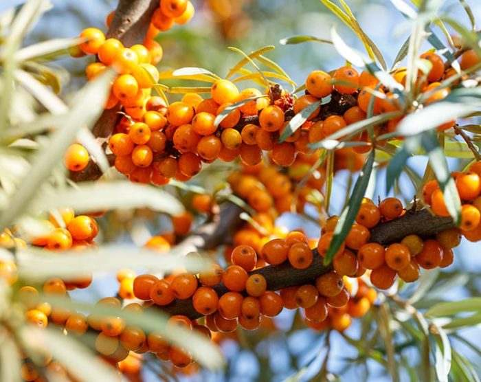 ripe-sea-buckthorn-berries-on-a-branch